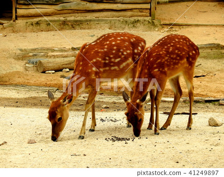 deer deer 41249897