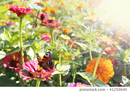European Peacock butterfly on flower 41250040