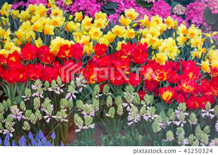 Red tulips with beautiful bouquet background, 41250324