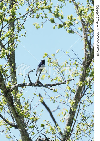 Otori's male 41250465