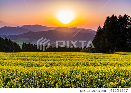 "Shizuoka prefecture" Morning view of Mt. Fuji and tea plantation 41251337