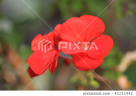 Geranium 41251442