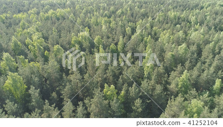 Aerial flight over mixed forest on a sunny summer day 41252104