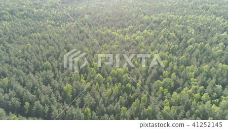 Aerial flight over mixed forest on a sunny summer day Aerial flight over mixed forest on a sunny summer day 41252145
