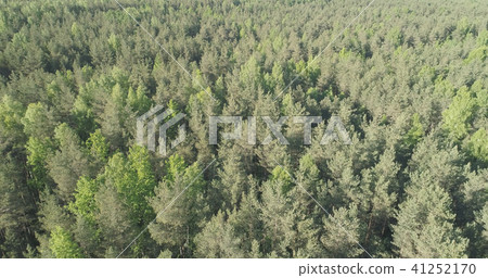 Aerial flight over mixed forest on a sunny summer day 41252170