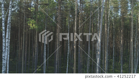 Aerial low flight over mixed forest on a sunny summer day Aerial low flight over mixed forest on a sunny summer day 41252217