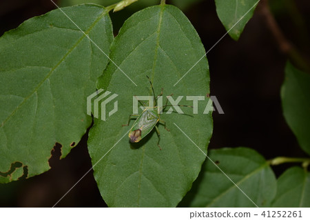 Bamboo grove bug Bamboo grove bug 41252261