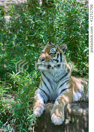 Early summer tiger 41252706