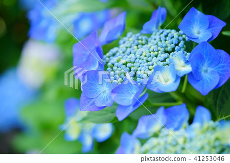 宏觀觀賞量繡球花1 41253046