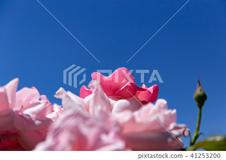 藍天和桃紅色玫瑰特寫鏡頭 41253200