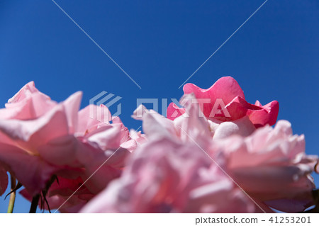 藍天和桃紅色玫瑰特寫鏡頭 41253201
