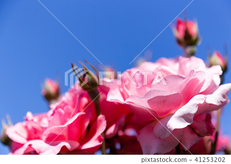 藍天和桃紅色玫瑰特寫鏡頭 藍天和桃紅色玫瑰特寫鏡頭 41253202
