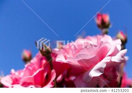 藍天和桃紅色玫瑰特寫鏡頭 藍天和桃紅色玫瑰特寫鏡頭 41253203
