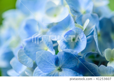 Hydrangea Hydrangea 41253607