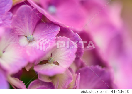 Hydrangea Hydrangea 41253608
