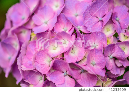 Hydrangea Hydrangea 41253609