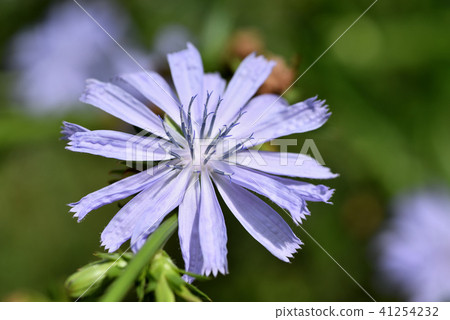 菊苣根 菊苣根 41254232