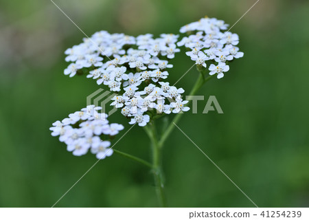 Sea cucumber Sea cucumber 41254239