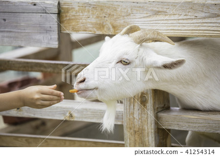 A goat who gets fed with a face out of the fence 41254314