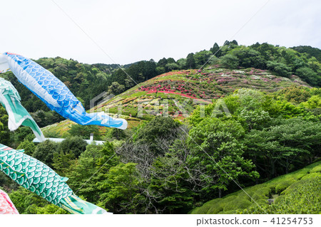 Azalea garden at Hime-nozawa Park Azalea garden at Hime-nozawa Park 41254753
