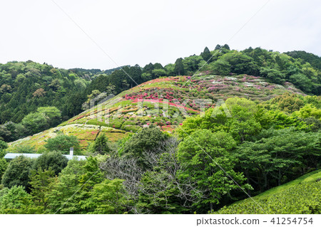Hinenosawa公園的杜鵑花園 41254754