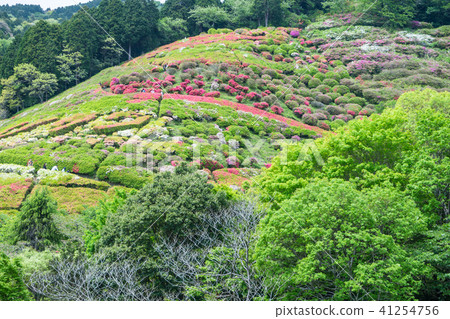 Azalea garden at Hime-nozawa Park Azalea garden at Hime-nozawa Park 41254756