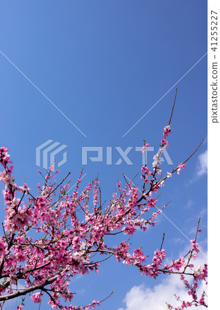 Shimizu Hakomo ~ Flower ~ Shimizu Hakomo ~ Flower ~ 41255227