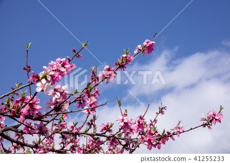 Shimizu Hakomo~花〜 Shimizu Hakomo~花〜 41255233