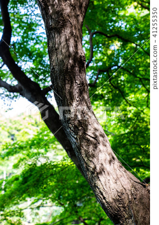 Fresh green of Zenpukuji Park 41255350