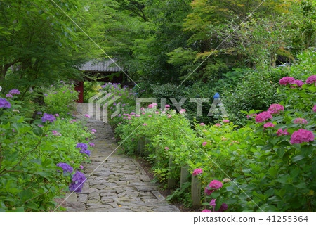 Honkoji Hydrangea 41255364