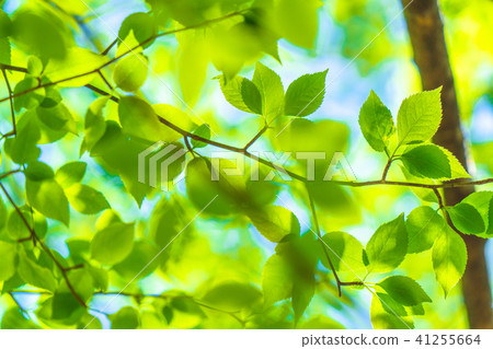 Fresh green eco image Fresh green eco image 41255664