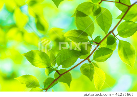 Fresh green eco image Fresh green eco image 41255665