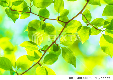 Fresh green eco image Fresh green eco image 41255666