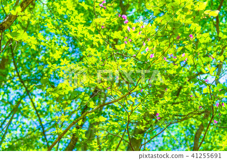 Fresh green eco image 41255691