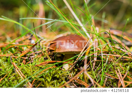 boletus in the woods 41256518