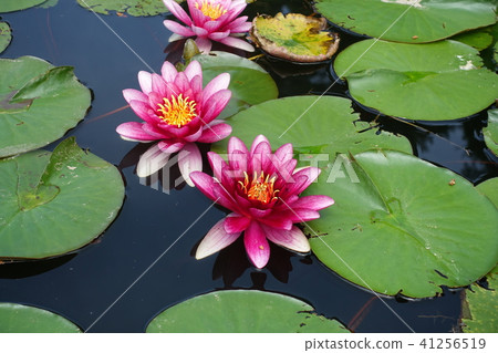 Water lily Azumino in Muroyama pond Water lily Azumino in Muroyama pond 41256519