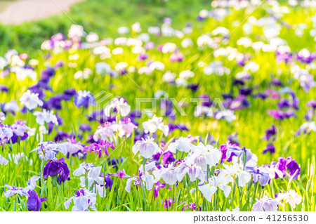 小田原城堡Ajisai虹膜人參節2018年 41256530