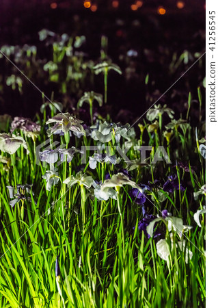 Odawara Castle Hydrangea iris ginseng festival 2018 light up Odawara Castle Hydrangea iris ginseng festival 2018 light up 41256545