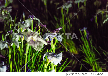 Odawara Castle Hydrangea iris ginseng festival 2018 light up 41256549