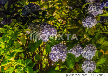 小田原城堡繡球花虹膜人參節2018年點亮 小田原城堡繡球花虹膜人參節2018年點亮 41257042