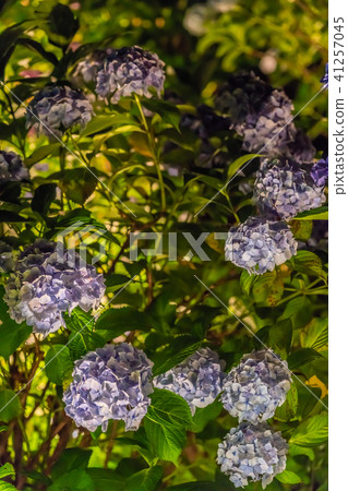 Odawara Castle Hydrangea iris ginseng festival 2018 light up 41257045