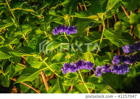 Odawara Castle Hydrangea iris ginseng festival 2018 light up 41257047