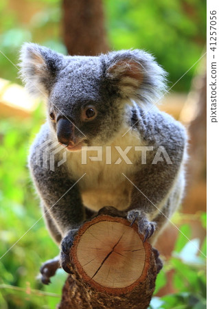 Koala 41257056
