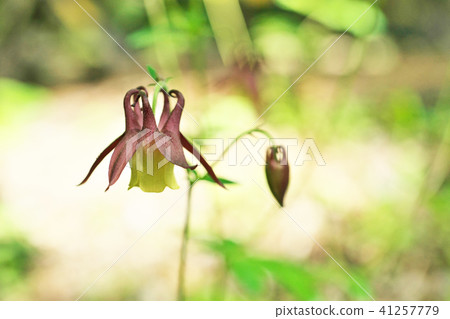 哥倫拜恩花 哥倫拜恩花 41257779