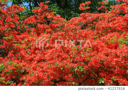 在Mikubo高原的遠程杜鵑花 在Mikubo高原的遠程杜鵑花 41257816