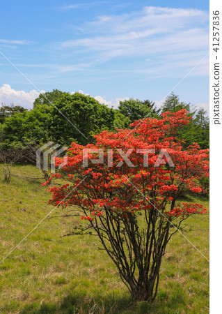 Ranged azalea at Mikubo Plateau 41257836