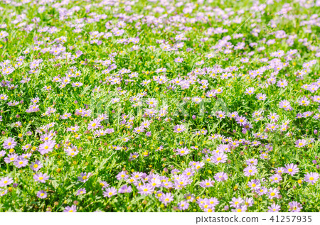 Brachycome flower group 41257935