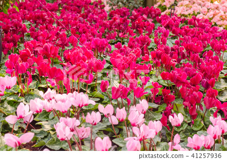 cyclamen flowers background cyclamen flowers background 41257936