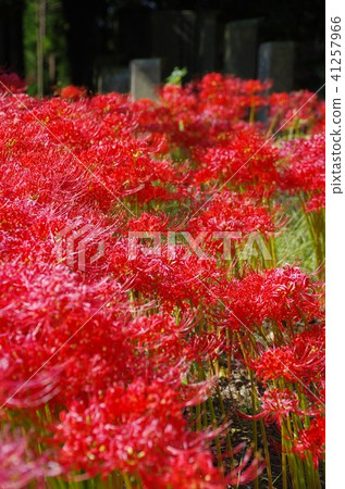 Cluster amaryllis 41257966