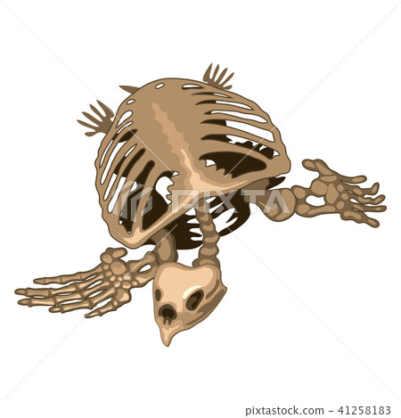 The skeleton of a prehistoric turtle isolated on white background. Vector illustration. The skeleton of a prehistoric turtle isolated on white background. Vector illustration. 41258183